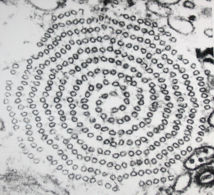 Microtubules