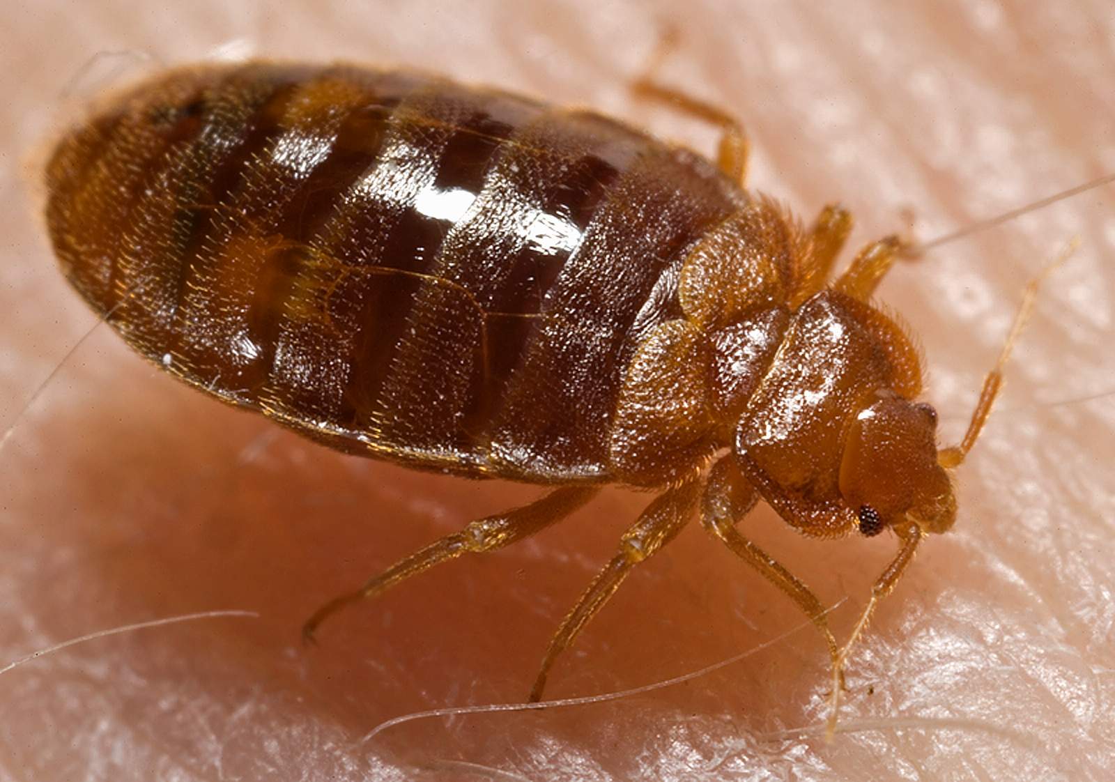 A bed bug nymph (Cimex lectularius) as it was in the process of ingesting a blood meal from the arm of a “voluntary” human host