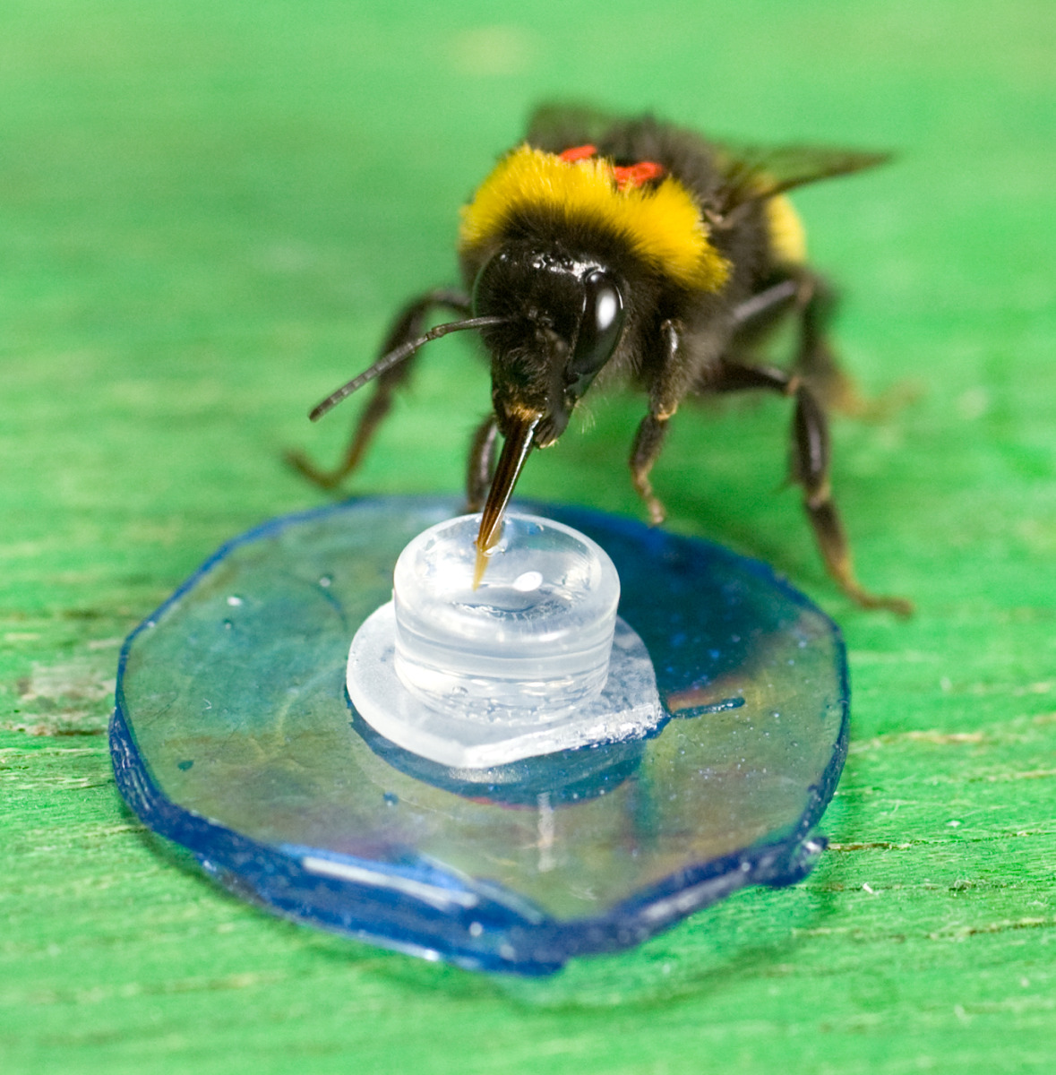 Bee feeding 