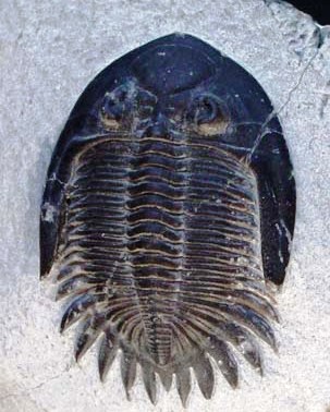 A fossilised trilobite