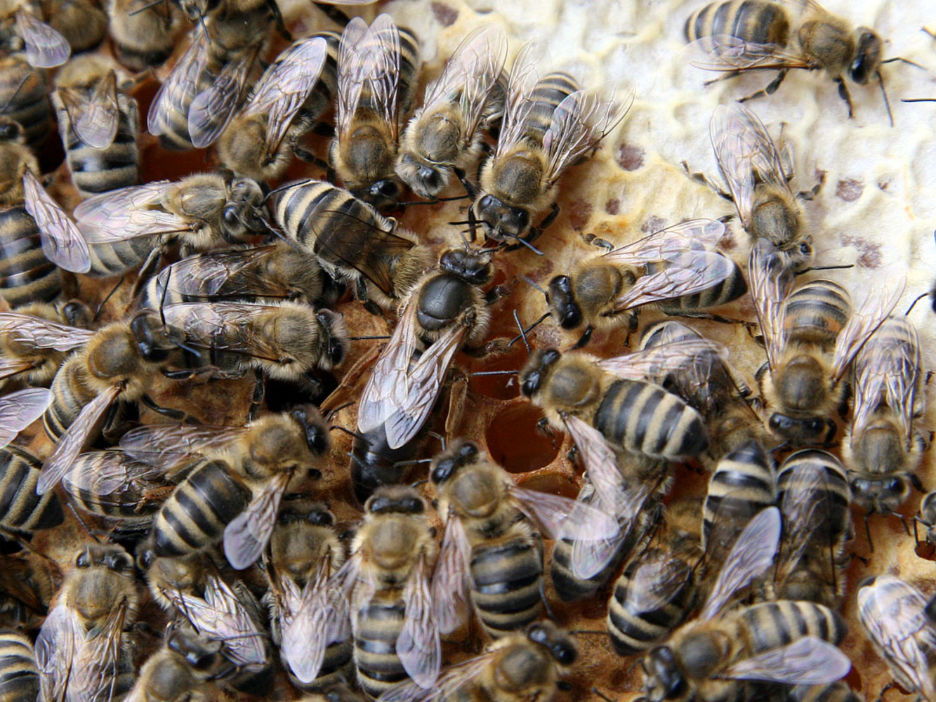 Queen bee with attendants on a honeycomb
