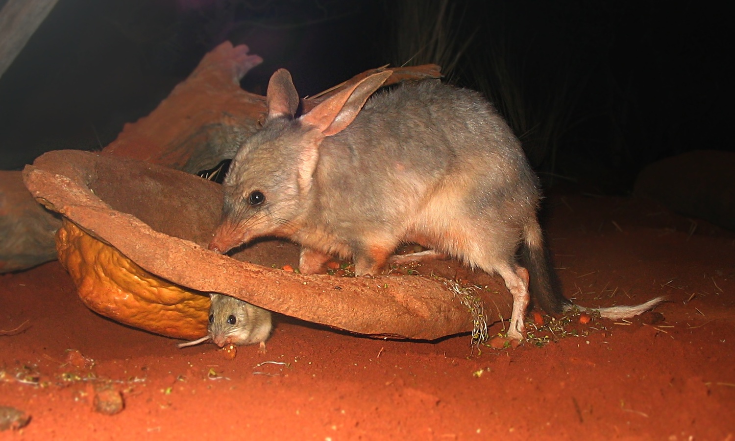 A Bilby (Macrotis lagotis) at Sydney Wildlife World