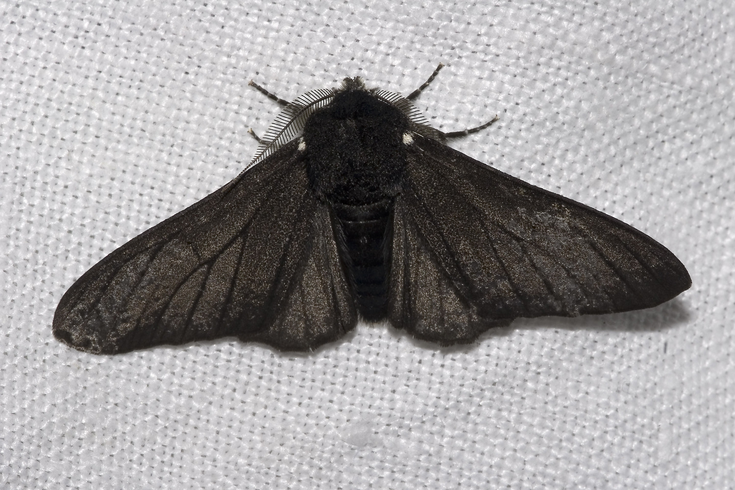 Black peppered moth