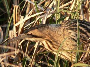 Bittern at the WWT London Wetland Centre