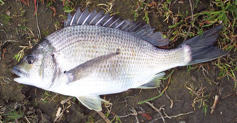 Southern Black Bream