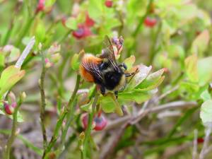 Blaeberry bumblebee on a Blaeberry Bush