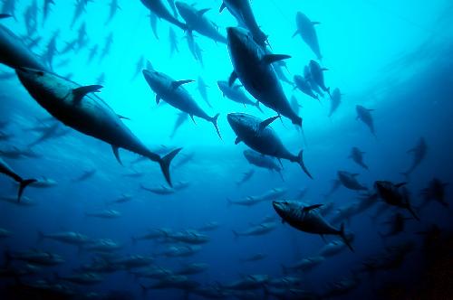 Blue fin tuna in a cage