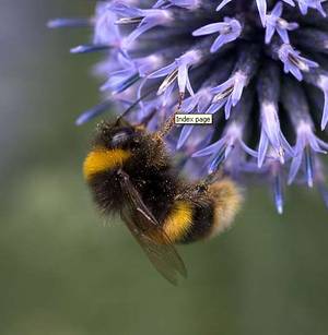 Bombus terrestris