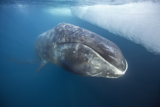 Bowhead Whale 