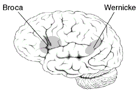 Approximate location of Broca's and Wernicke's areas highlighted in gray