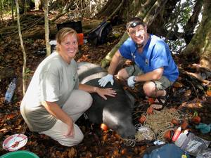 Studying a West African manatee