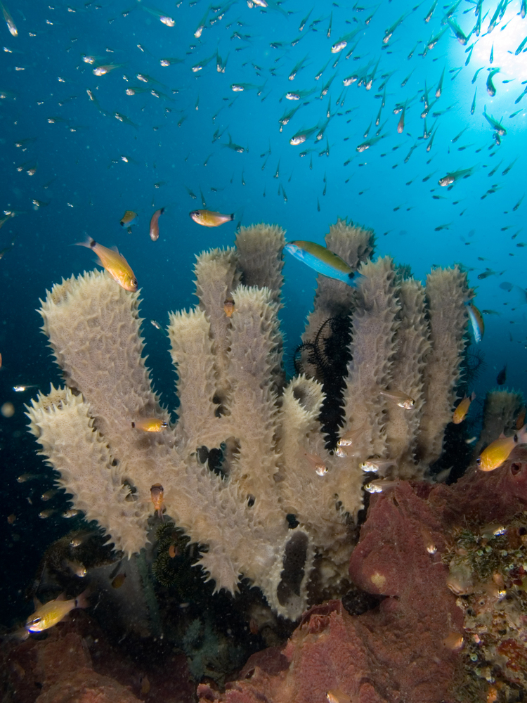 Biodiversity at coral reefs