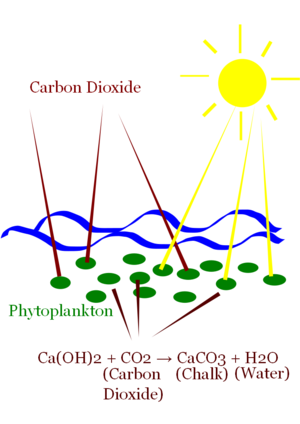 Phytoplankton capture Carbon