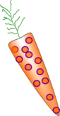 A carrot 