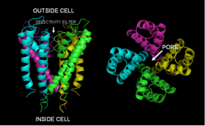 The cell membrane: Crystal structure of the KcsA potassium-channel from Streptomyces lividans. 