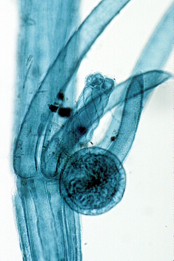 Chara algae