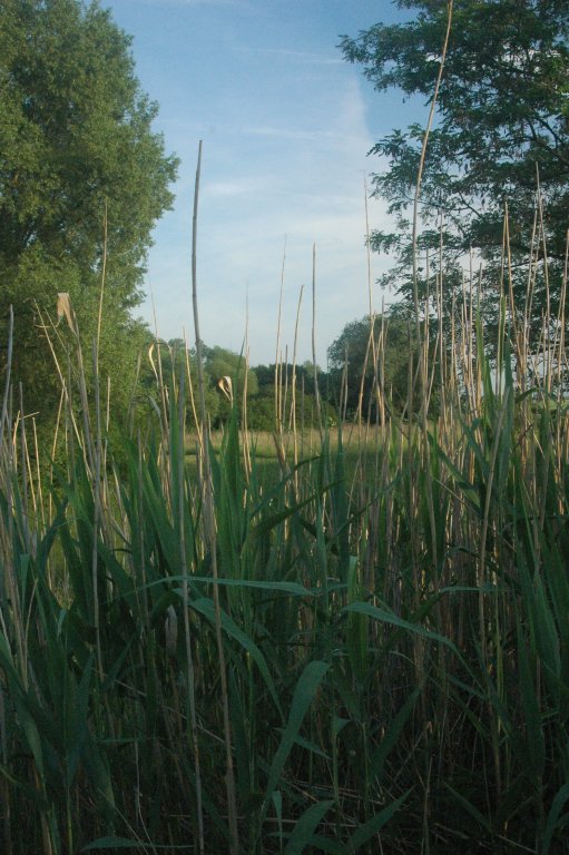 A protected wetland landscape area CHKO Záhorie, Slovakia