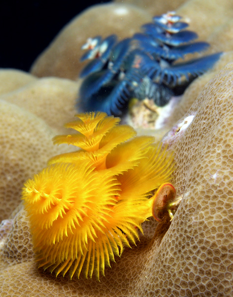 Christmas Tree Worms (Spirobranchus giganteus)