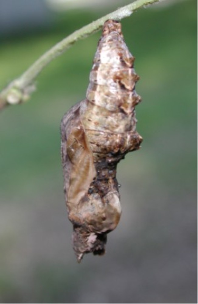 Chrysalis of Gulf Fritillary, (Agraulis vanillae)