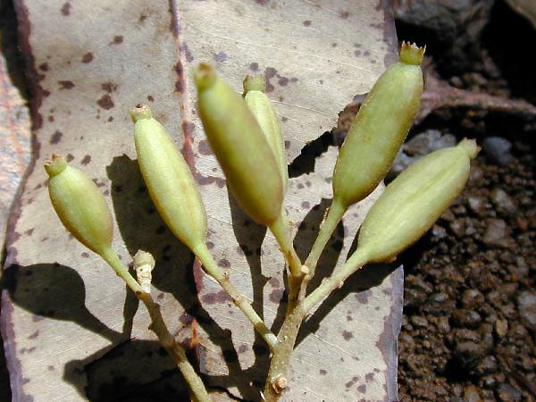 Cinchona pubescens - fruit (close-up)