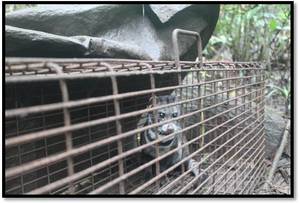 Malay civet in trap