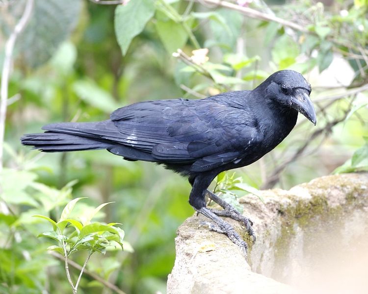 Carrion crow
