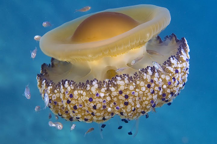 Cotylorhiza tuberculata