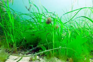 Seagrass bed