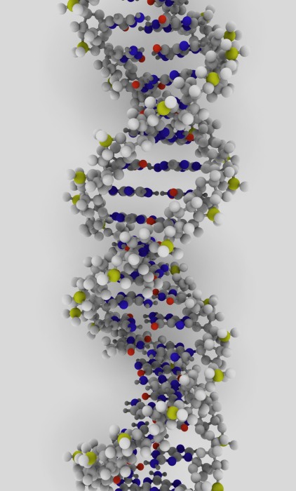 RNA can also exist in a double stranded form known as dsRNA, similar in structure to the double helical structure of its close relative of DNA.