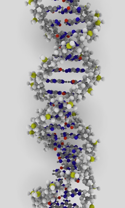 DNA Model