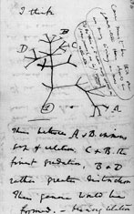 Page from Dawins notebooks around July 1837 showing the first-known sketch by Charles Darwin of an evolutionary tree describing the relationships among groups of organisms.