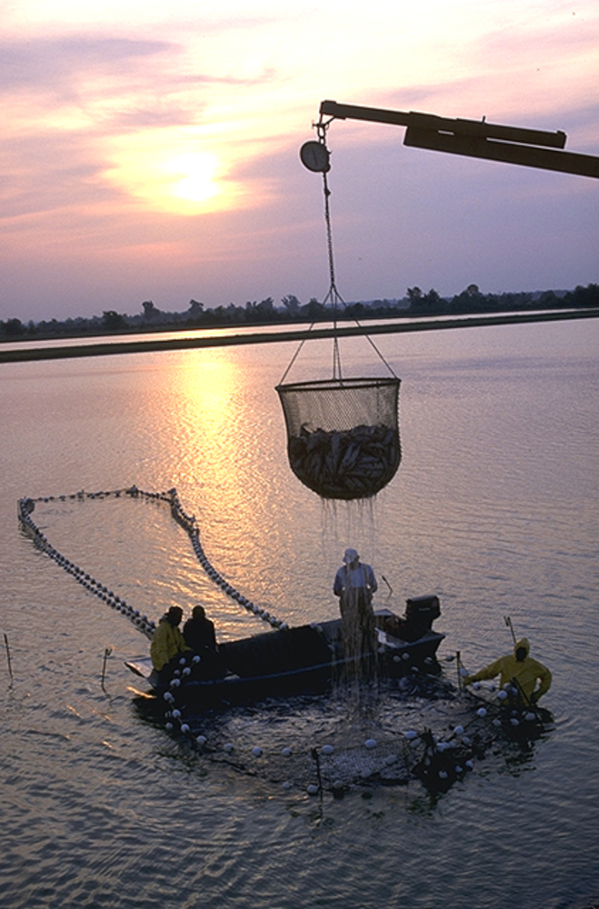 Workers harvest catfish from the Delta Pride Catfish farms in Mississippi.