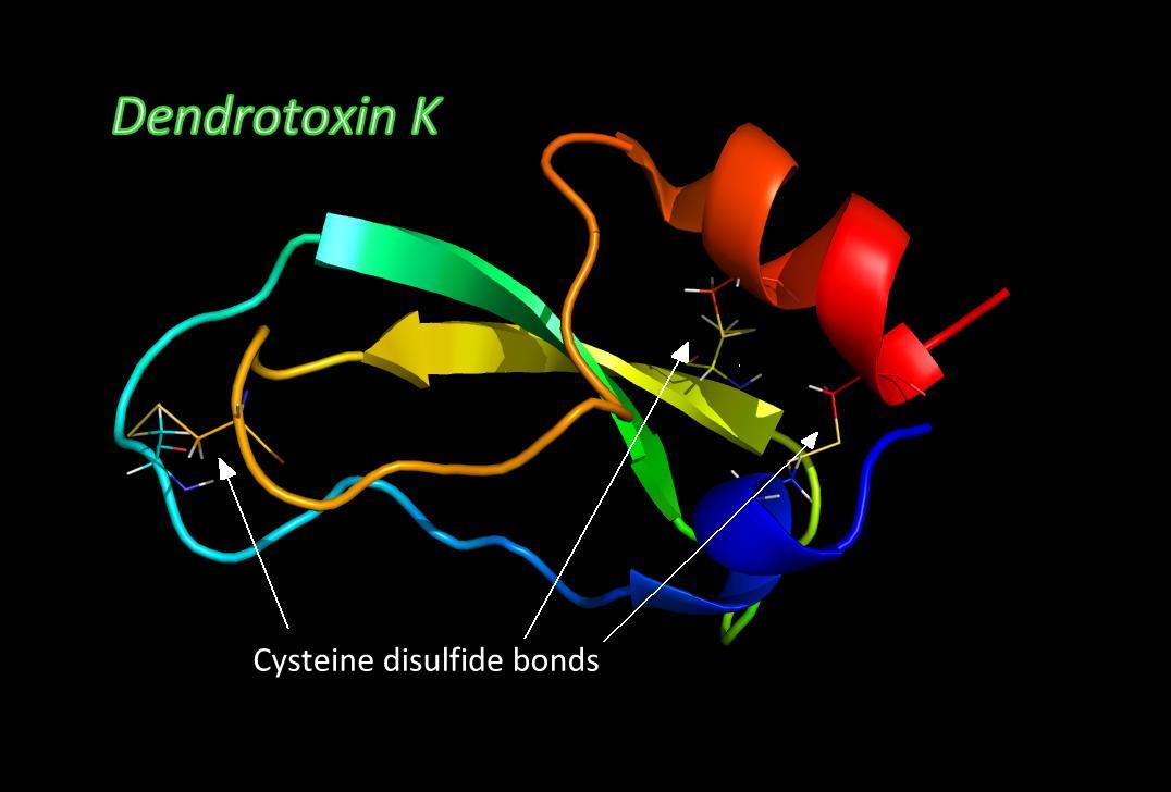 Dendrotoxin K with disulfide bonds