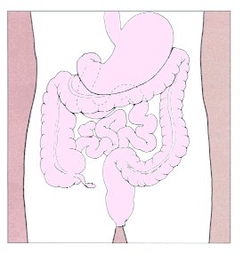 The Human Digestive System