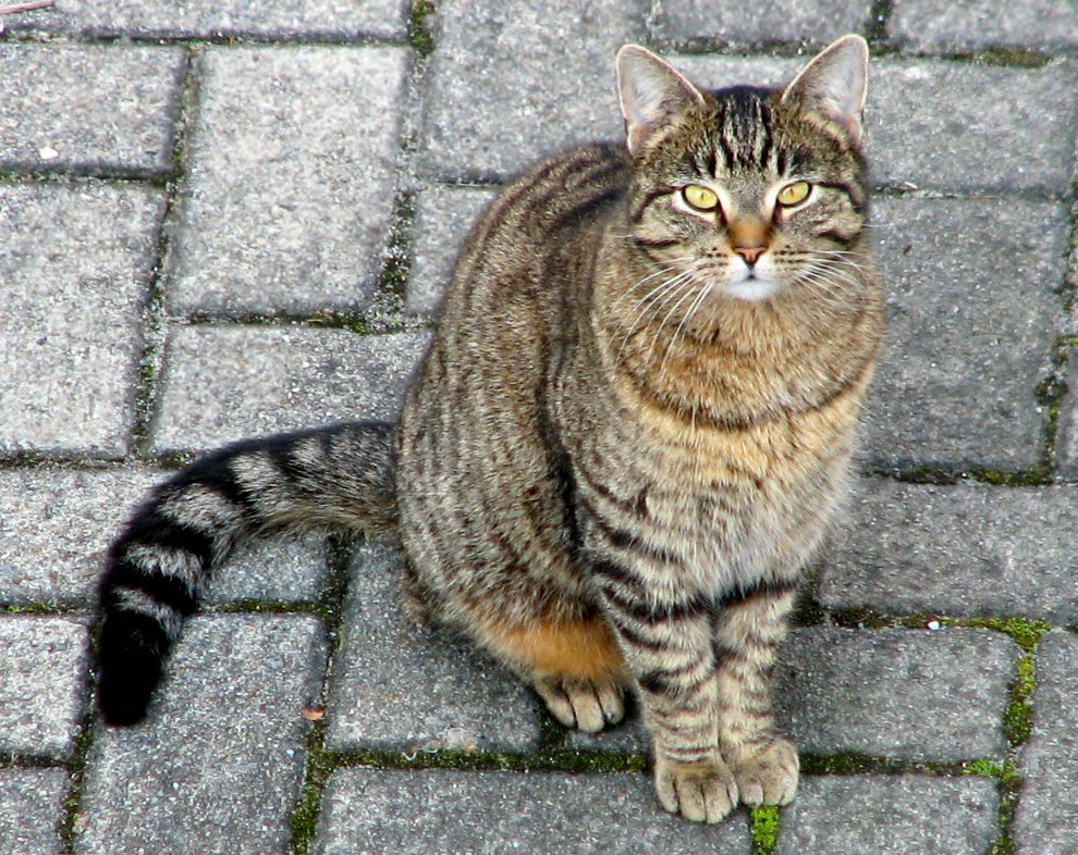 Domestic Tabby cat