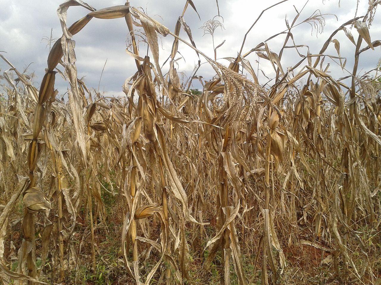 Maize plants ready for harvesting