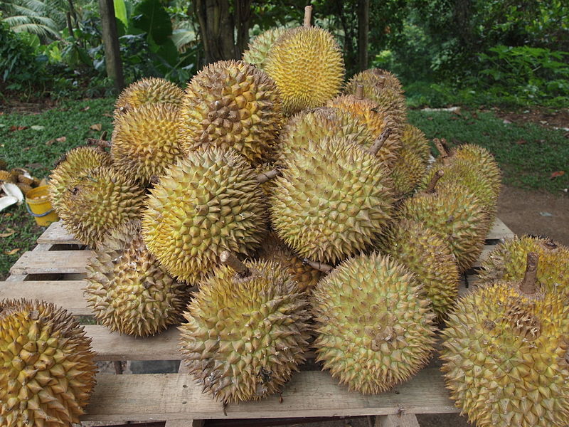  This native fruit from Indonesia, widely known and revered in southeast Asia as the \king of fruits\, the durian is distinctive for its large size, unique odour, and formidable thorn-covered husk. The fruit can grow as large as 30 centimetres long...