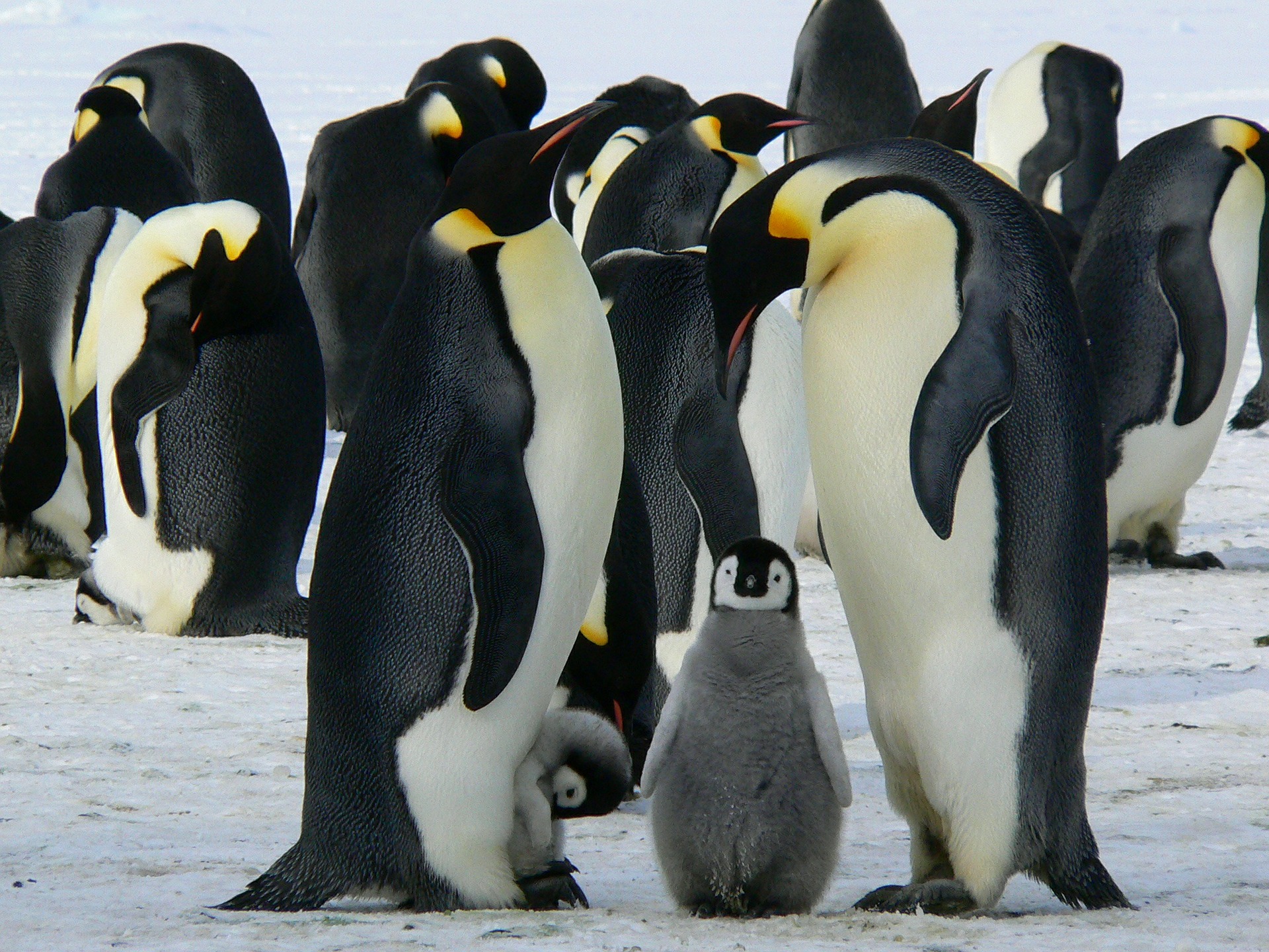 Emperor penguins and chicks