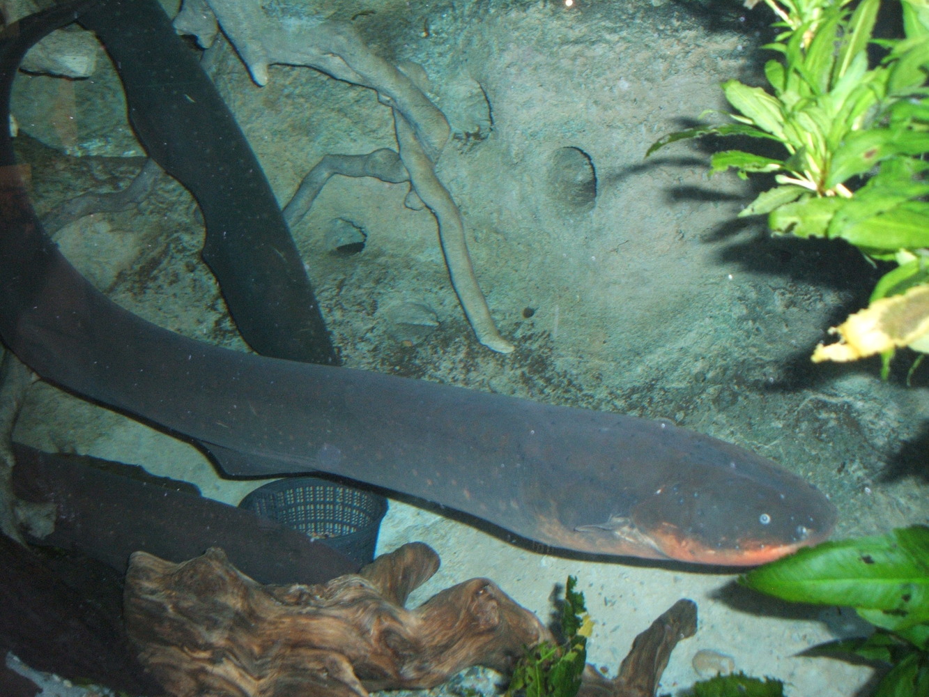 Electric eel (Electrophorus electricus)