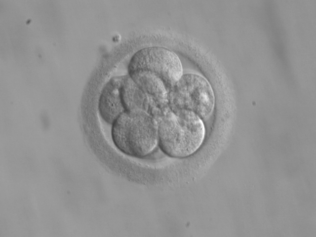 An 8 day old embryo