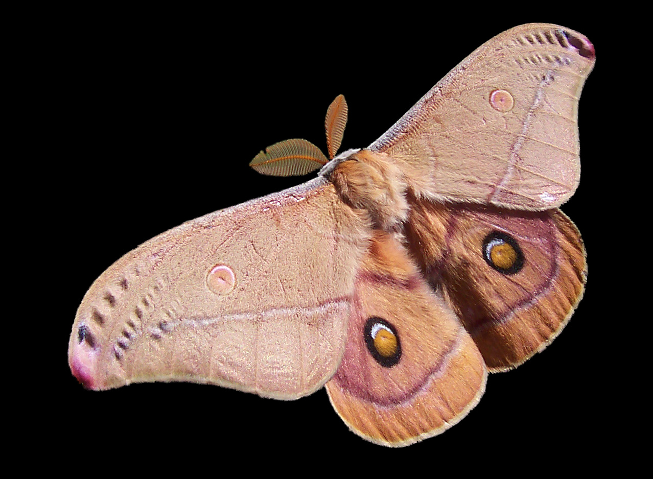 Emperor Gum Moth