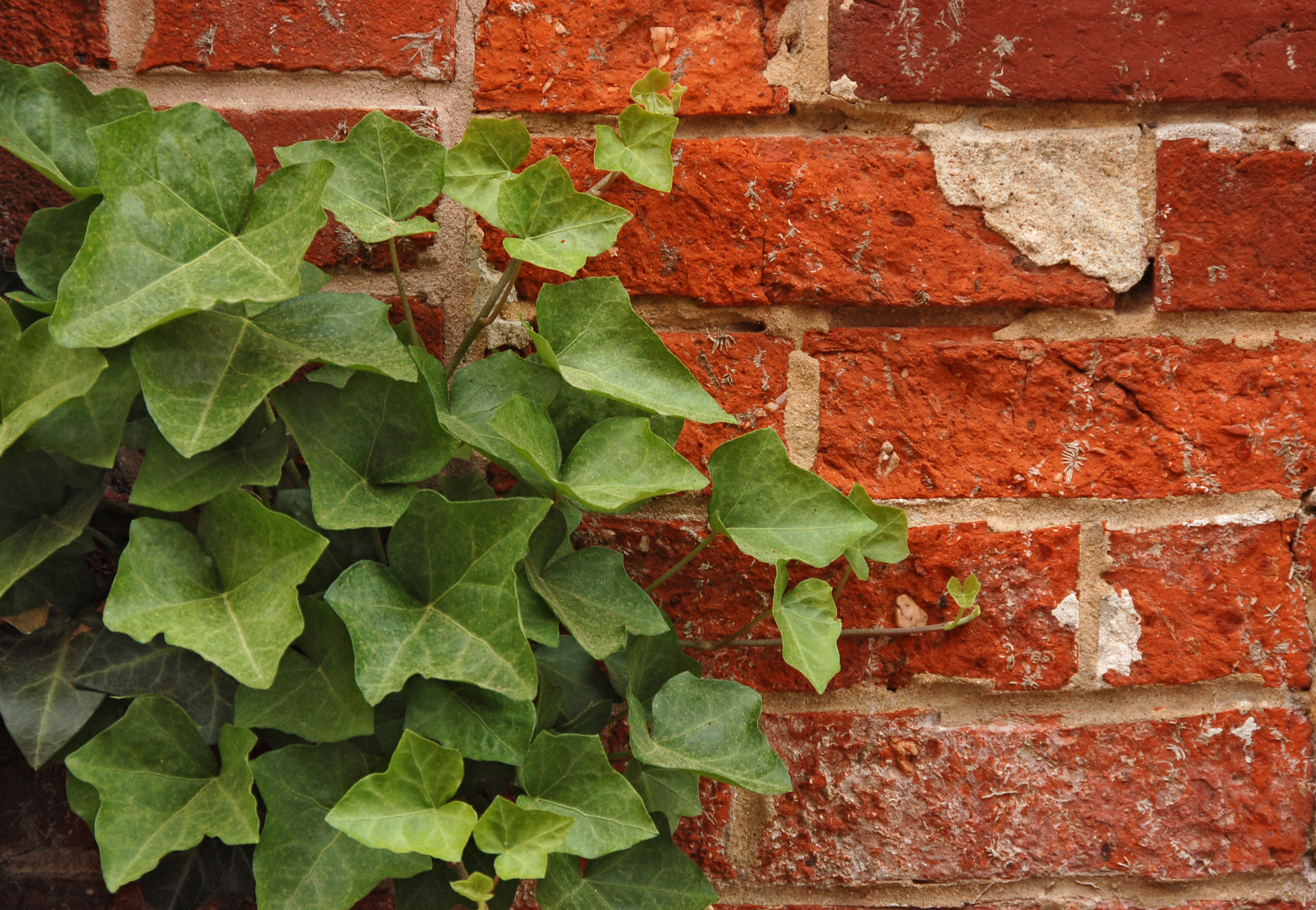English Ivy growing on a red brick wall