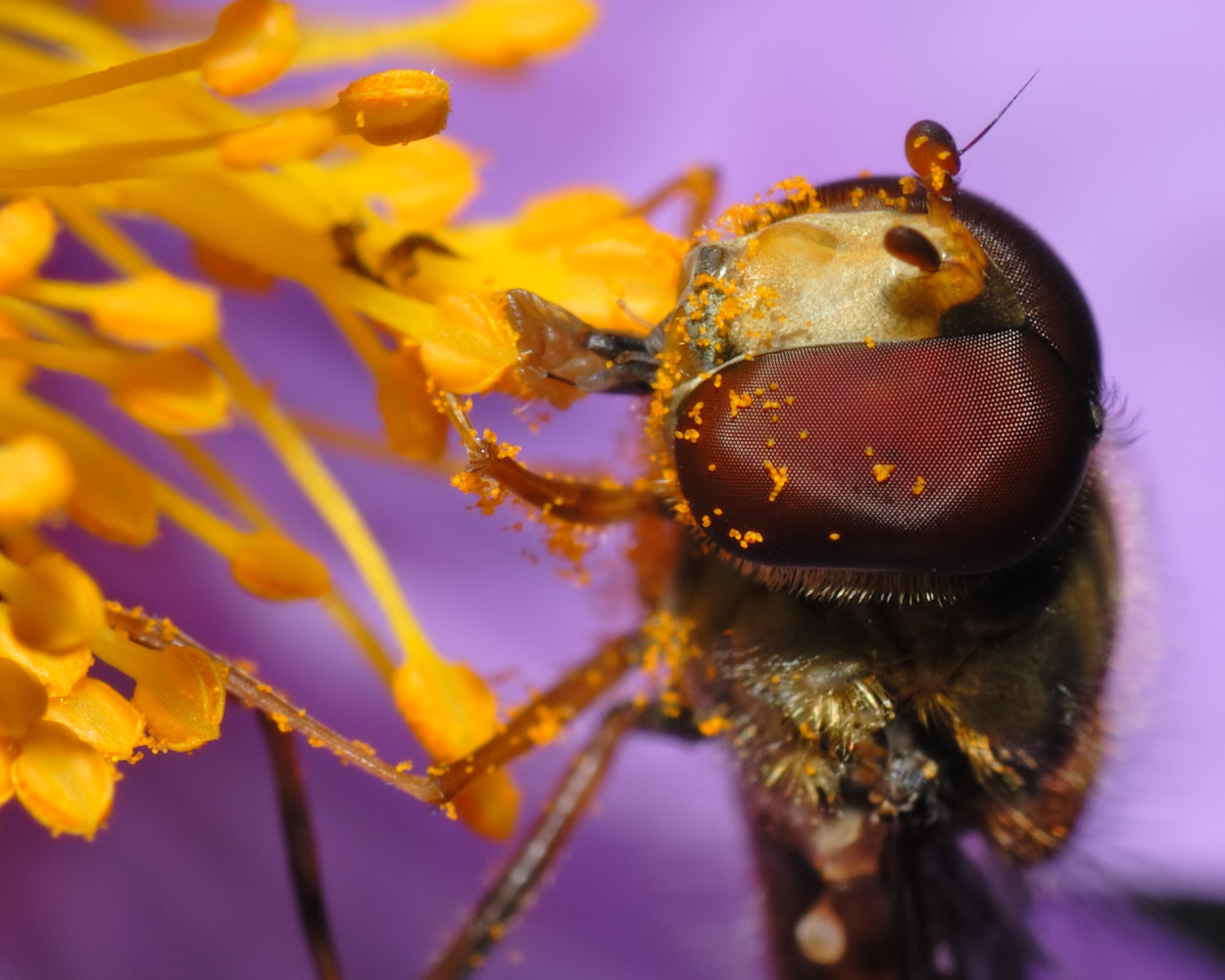 Marmelade fly (Episyrphus balteatus) sitting on a flower of a Grey-haired Rockrose.
