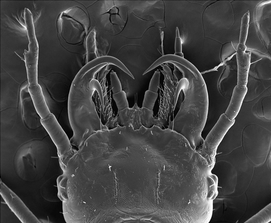 A SEM photograph of larvae head (first instar) showing specialized double-hooked mandibles of Epomis dejeani.