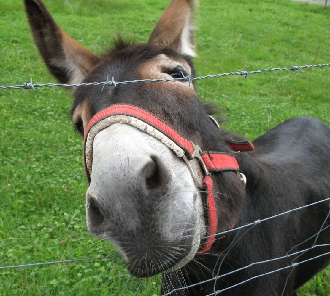 Curious looking donkey on a pasture near Ettal, Germany