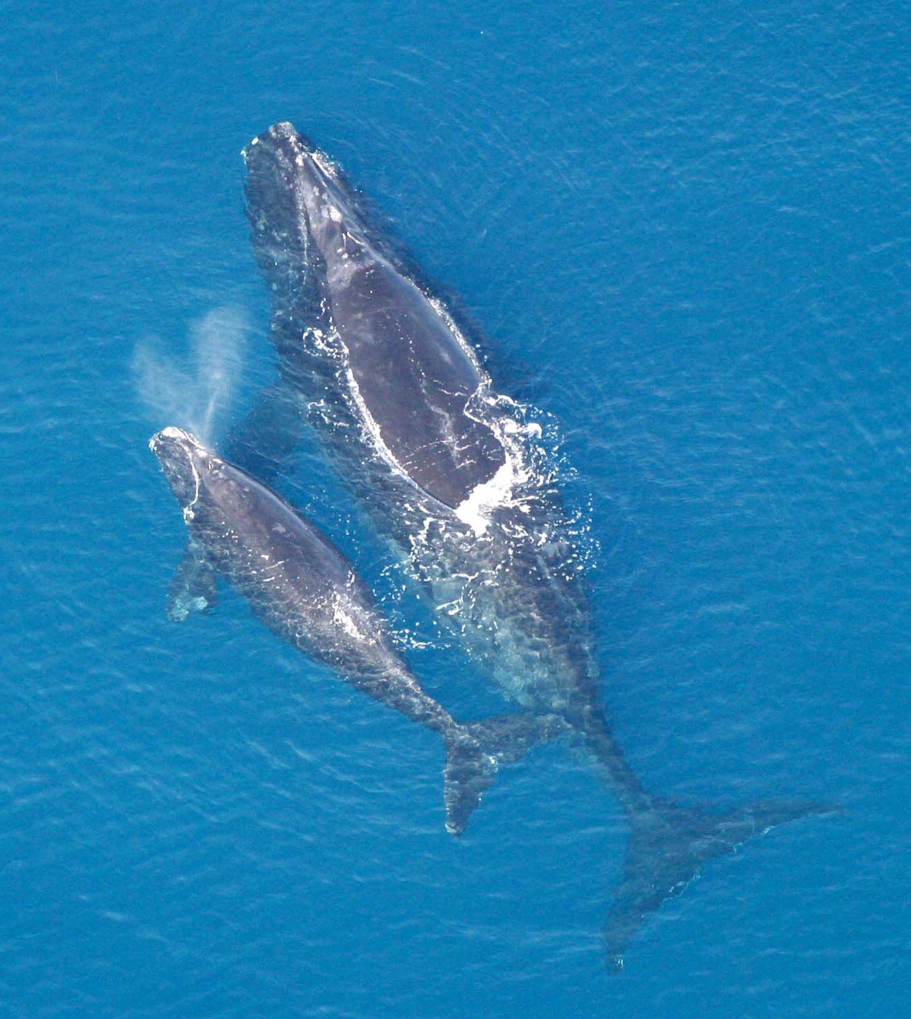 Right Whale and calf