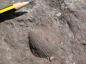 Eumorphotis