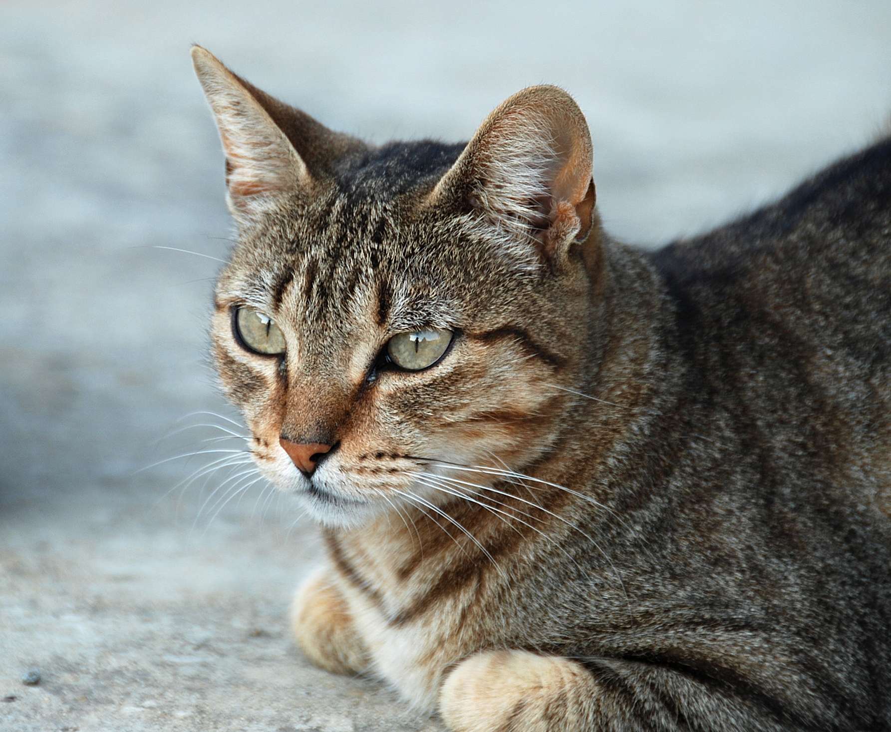 Portrait of a tabby queen (Domestic cat, Felis silvestris catus)