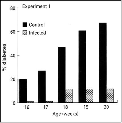 Effect of S. mansoni on diabetes in NOD mice