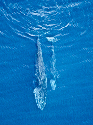 Fin whale